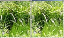 TZ5_vs_SP570UZ * Comparaison de 2 zones identiques: TZ5 (à gauche) et SP-570UZ (à droite). Cliquez sur la flèche en bas à droite pour obtenir les images en pleine résolution. * 1522 x 919 * (2.52MB)