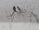 DSCN6638_DxO * La même araignée photographiée avec mon vieux Nikon Coolpix 990. Il faut se rapprocher très près, et on dérange la bestiole. * 965 x 750 * (113KB)