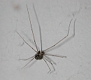 DSCN6639_DxO * Encore la même araignée photographiée avec mon vieux Nikon Coolpix 990. Il faut se rapprocher très près, et on dérange la bestiole. * 1167 x 1030 * (134KB)