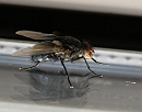 P8020243_DxO * Macro
Mouche * 1933 x 1524 * (282KB)
