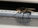 P8020244_DxO * Macro
Mouche * 2141 x 1594 * (320KB)