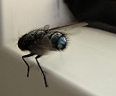 P8020249_DxO * Nettoyage des ailes... * 1677 x 1399 * (235KB)