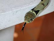 010701-122514_DX5 * couleuvre * 2048 x 1536 * (168KB)