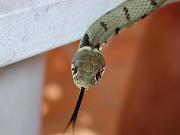 010701-122547_DX5 * couleuvre * 2048 x 1536 * (116KB)