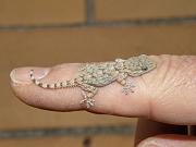 P2115844_Dx6535 * gecko * 3648 x 2736 * (489KB)
