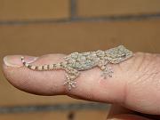 P2115845_Dx6535 * gecko * 3648 x 2736 * (499KB)