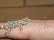 P2115846_Dx6535 * gecko * 3648 x 2736 * (559KB)