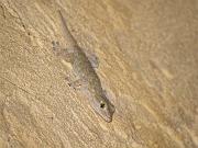 P8253901_DX5 * Gecko * 3648 x 2736 * (541KB)