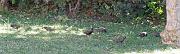 P2142831s * �tourneau, oiseau du jardin * 1739 x 527 * (266KB)