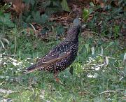 P2152854s * �tourneau, oiseau du jardin * 674 x 550 * (96KB)