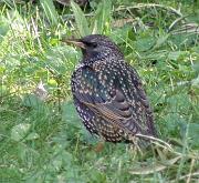 P2152867s * �tourneau, oiseau du jardin * 535 x 492 * (70KB)