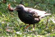 P2152869s * �tourneau, oiseau du jardin * 545 x 371 * (62KB)
