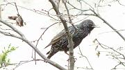 P2212928s * �tourneau (oiseau du jardin) * 812 x 458 * (57KB)