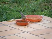 PC054539_DX5 * Fauvette � t�te noire (femelle). Oiseaux du jardin * 3648 x 2736 * (599KB)