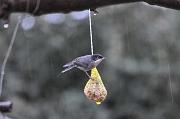 DSC_0573_Dx6115 * Fauvette m�lanoc�phale. Oiseaux du jardin * 4288 x 2848 * (627KB)