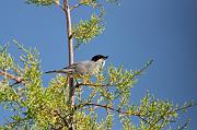 DSC_5905_Dx6125 * Fauvette m�lanoc�phale. Oiseaux du jardin * 4288 x 2848 * (680KB)