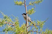 DSC_5911_Dx6125 * Fauvette m�lanoc�phale. Oiseaux du jardin * 4288 x 2848 * (587KB)