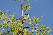 DSC_5919_Dx6125 * Fauvette m�lanoc�phale. Oiseaux du jardin * 4288 x 2848 * (672KB)