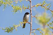 DSC_5924_Dx6125 * Fauvette m�lanoc�phale. Oiseaux du jardin * 4288 x 2848 * (505KB)