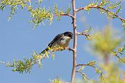 DSC_5930_Dx6125 * Fauvette m�lanoc�phale. Oiseaux du jardin * 4288 x 2848 * (492KB)