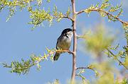 DSC_5933_Dx6125 * Fauvette m�lanoc�phale. Oiseaux du jardin * 4288 x 2848 * (492KB)