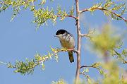 DSC_5934_Dx6125 * Fauvette m�lanoc�phale. Oiseaux du jardin * 4288 x 2848 * (486KB)
