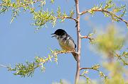 DSC_5935_Dx6125 * Fauvette m�lanoc�phale. Oiseaux du jardin * 4288 x 2848 * (489KB)