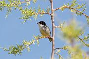 DSC_5936_Dx6125 * Fauvette m�lanoc�phale. Oiseaux du jardin * 4288 x 2848 * (492KB)