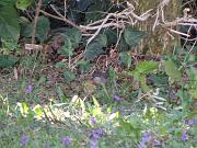 P3073015_DX5_b * Fauvette m�lanoc�phale. 
Oiseaux du jardin. * 1024 x 768 * (132KB)