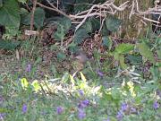 P3073016_DX5_b * Fauvette m�lanoc�phale. 
Oiseaux du jardin. * 1024 x 768 * (120KB)