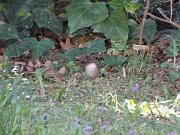 P3073018_DX5_b * Fauvette m�lanoc�phale. 
Oiseaux du jardin. * 1024 x 768 * (110KB)