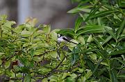 DSC_8961_Dx6515 * m�sange � longue queue. Oiseaux du jardin * 4288 x 2848 * (767KB)