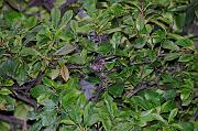 DSC_8962_Dx6515 * m�sange � longue queue. Oiseaux du jardin * 4288 x 2848 * (901KB)