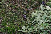 DSC_8965_Dx6515 * m�sange � longue queue. Oiseaux du jardin * 4288 x 2848 * (1010KB)