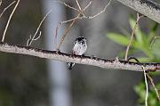DSC_8966_Dx6515 * m�sange � longue queue. Oiseaux du jardin * 4288 x 2848 * (756KB)