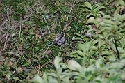 DSC_8969_Dx6515 * m�sange � longue queue. Oiseaux du jardin * 4288 x 2848 * (757KB)