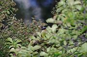 DSC_8970_Dx6515 * m�sange � longue queue. Oiseaux du jardin * 4288 x 2848 * (678KB)