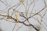 DSC_8971_Dx6515 * m�sange � longue queue. Oiseaux du jardin * 4288 x 2848 * (452KB)