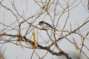 DSC_8972_Dx6515 * m�sange � longue queue. Oiseaux du jardin * 4288 x 2848 * (448KB)