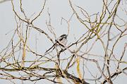DSC_8973_Dx6515 * m�sange � longue queue. Oiseaux du jardin * 4288 x 2848 * (553KB)