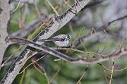 DSC_8975_Dx6515 * m�sange � longue queue. Oiseaux du jardin * 4288 x 2848 * (658KB)