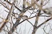 DSC_8977_Dx6515 * m�sange � longue queue. Oiseaux du jardin * 4288 x 2848 * (539KB)