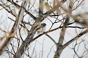DSC_8978_Dx6515 * m�sange � longue queue. Oiseaux du jardin * 4288 x 2848 * (533KB)