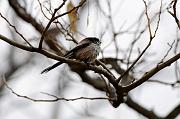 DSC_8980_Dx6515 * m�sange � longue queue. Oiseaux du jardin * 4288 x 2848 * (454KB)