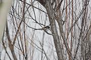 DSC_8982_Dx6515 * m�sange � longue queue. Oiseaux du jardin * 4288 x 2848 * (758KB)