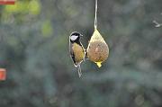 DSC_1493_Dx6115a * M�sange charbonni�re. Oiseaux du jardin * 4288 x 2848 * (886KB)