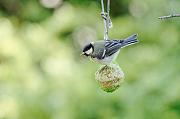 DSC_5737_Dx6125_raw * 4288 x 2848 * (681KB)