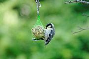 DSC_5788_Dx6125_raw_3 * 4288 x 2848 * (1019KB)