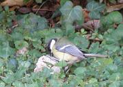 PC194776_Dx615_c * M�sange charbonni�re. Oiseaux du jardin * 893 x 632 * (81KB)