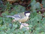 PC194792_Dx615_c * M�sange charbonni�re. Oiseaux du jardin * 797 x 604 * (69KB)